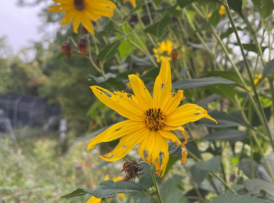 Tattered bloom